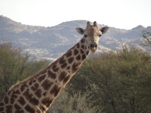 giraffe_namibia