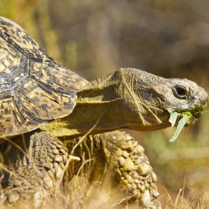 Hunting Safaris in Namibia - African Hunting Safari destination