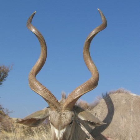 Kudu-2014-2