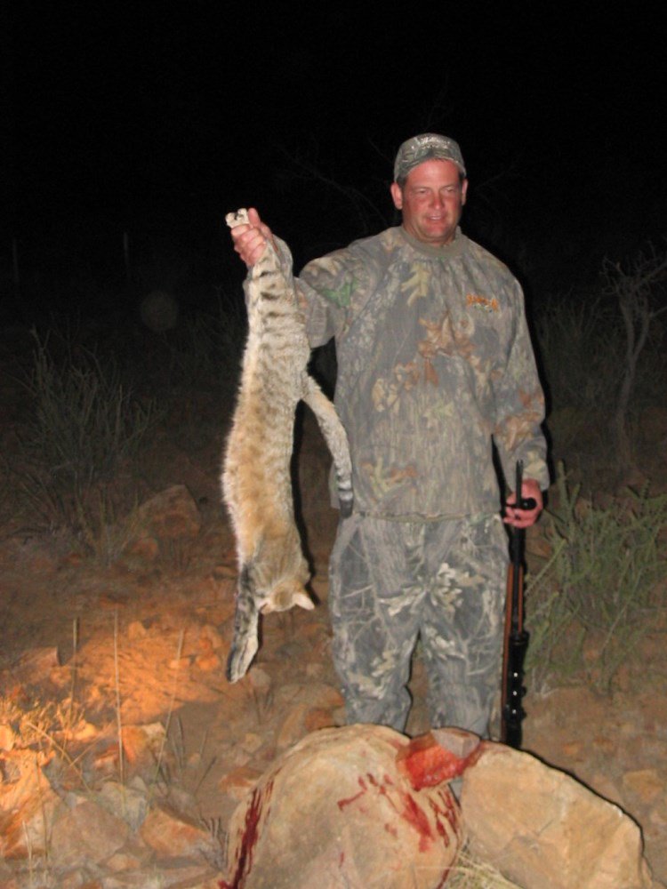 Wild Cat | Namibia Safari Corporation