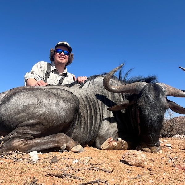 blue_wildebeest3