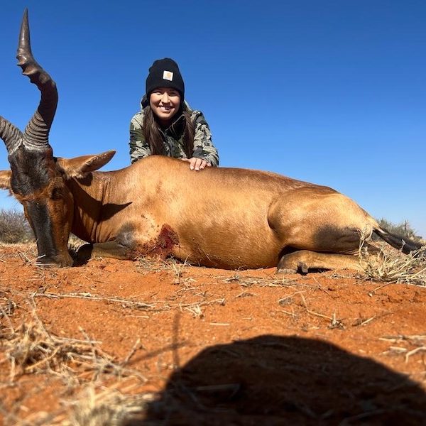 red hartebeest1