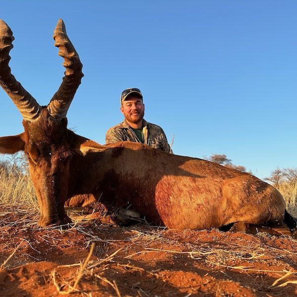 red hartebeest2