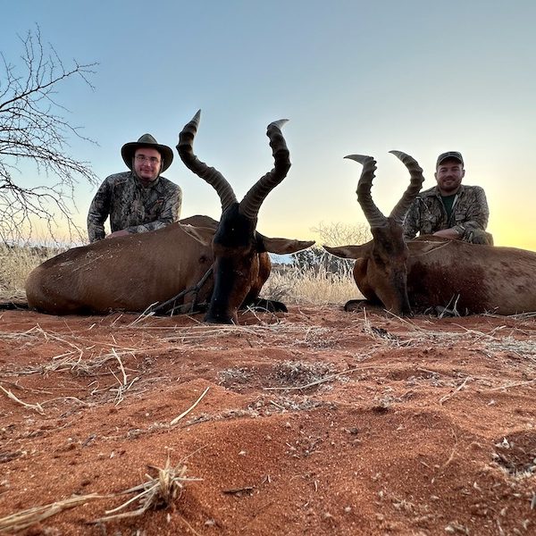 red hartebeest4