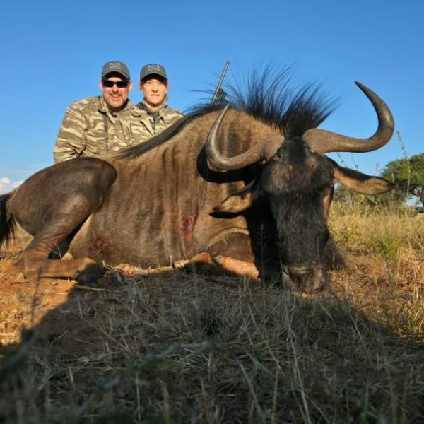 black wildebeest