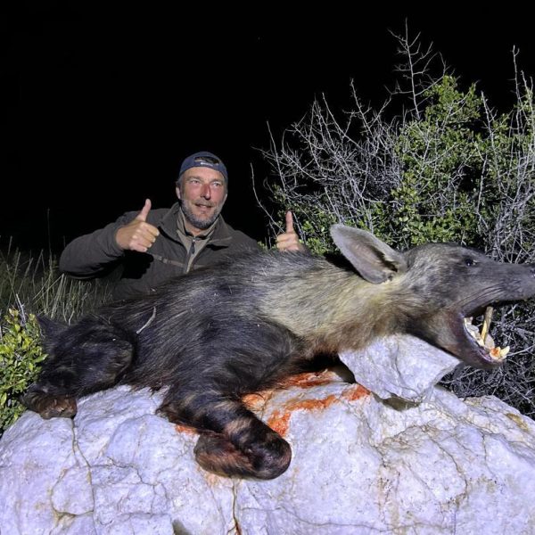 brown hyena