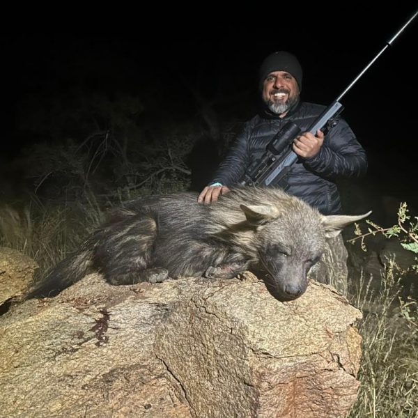 brown hyena