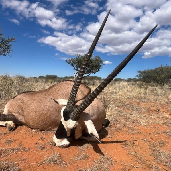 gemsbuck31